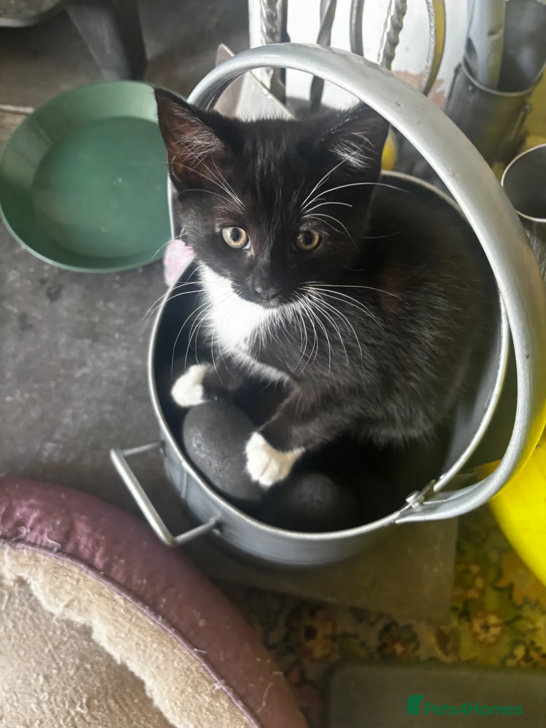 Domestic Shorthair cats for sale: Kittens for sale  in Harrogate - Advert 1