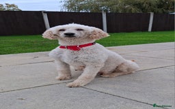 Goldendoodle dogs for sale: Gorgeous standard goldendoodle pups. - Image 18
