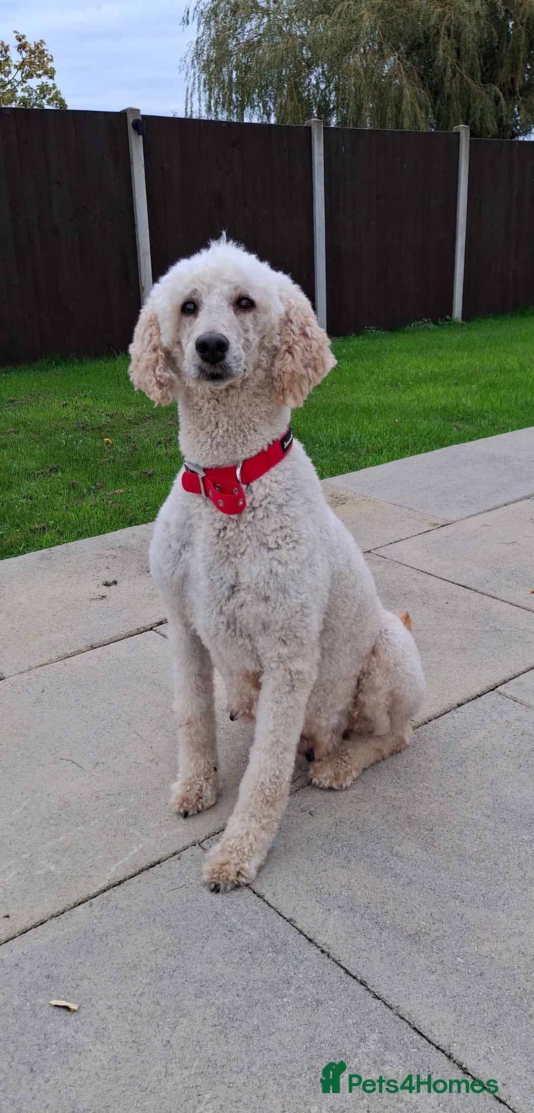 Goldendoodle dogs for sale: Gorgeous standard goldendoodle pups. - Image 18