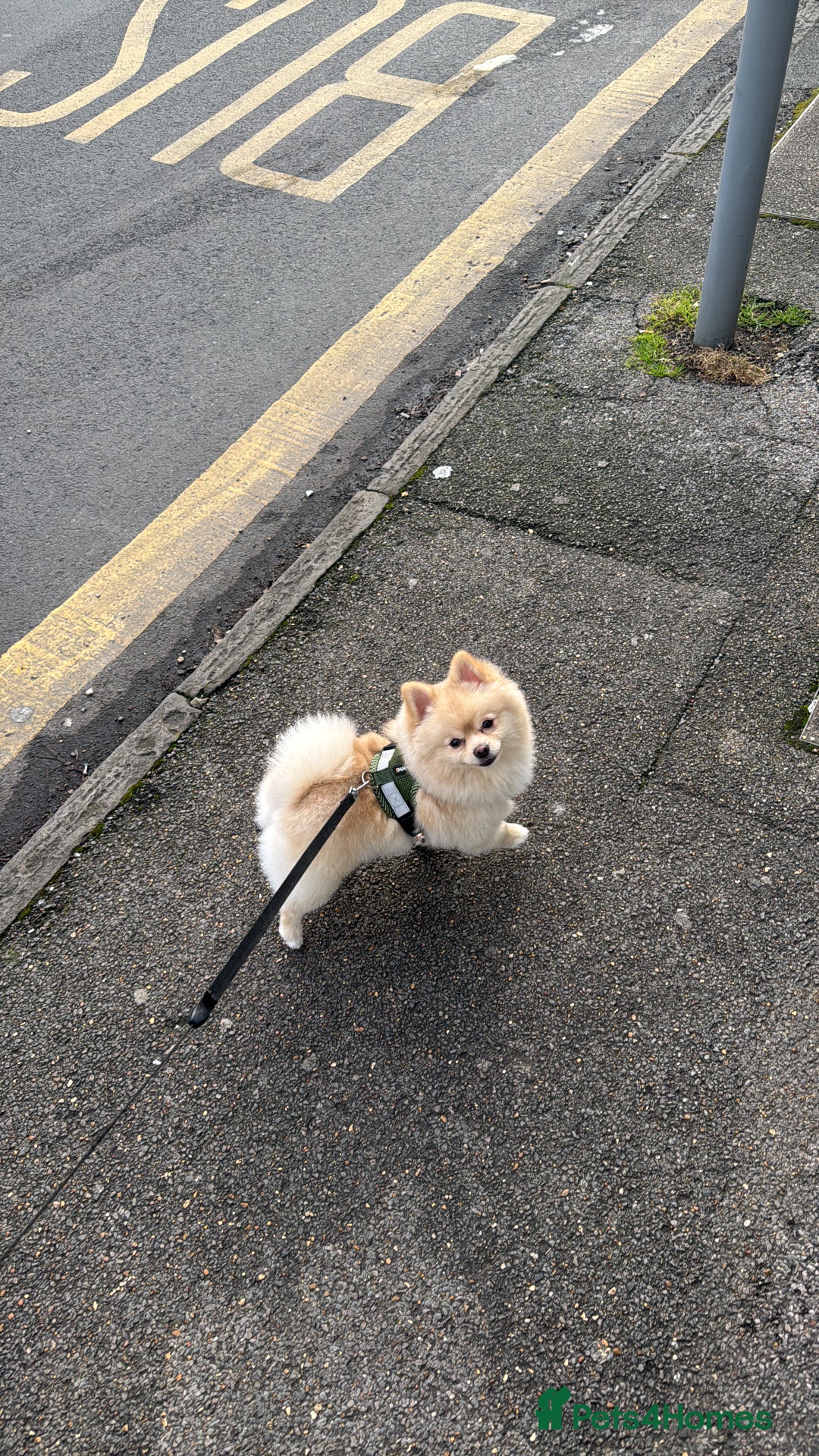 Pomeranian dogs for stud: Pomeranian stud available  - Advert 8