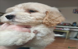 Maltipoo dogs for sale: Gorgeous apricot shade teddy bear MALTIPOO puppies - Image 28