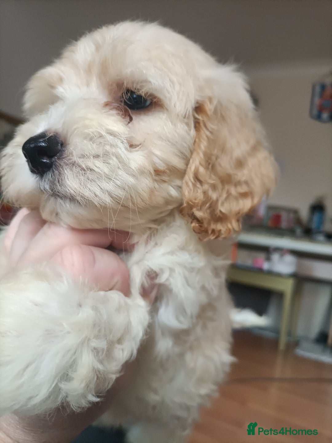 Maltipoo dogs for sale: Gorgeous apricot shade teddy bear MALTIPOO puppies - Image 28
