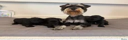 Miniature Schnauzer dogs for sale: Beauiful miniature schnauzer puppies available  - Advert 9
