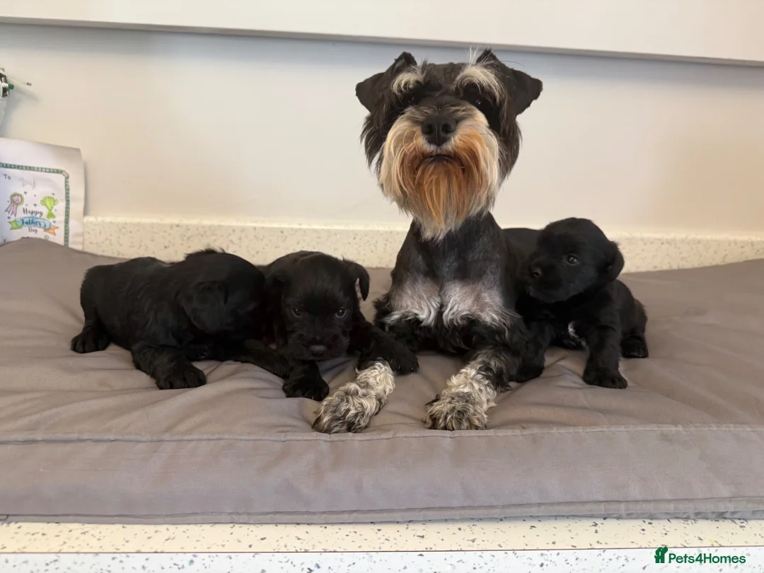 Miniature Schnauzer dogs for sale: Beauiful miniature schnauzer puppies available  - Advert 9