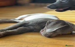 Labrador Retriever dogs for sale: 🩶 Silver & Charcoal Labrador Puppies - Image 10
