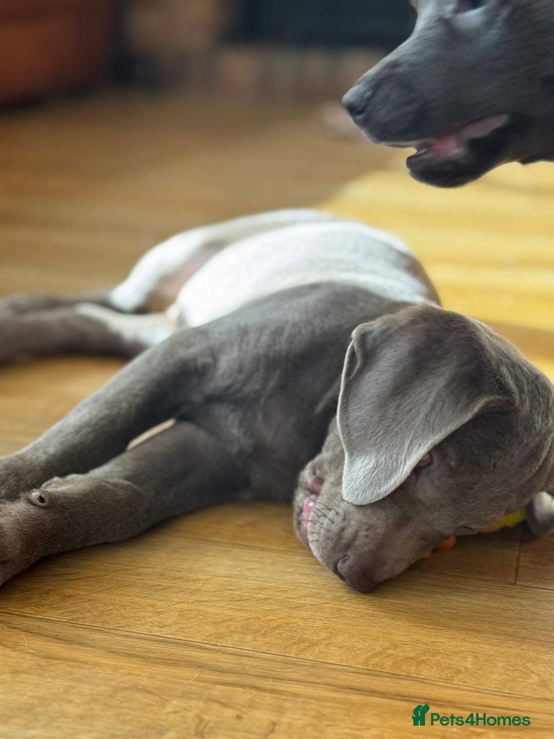 Labrador Retriever dogs for sale: 🩶 Silver & Charcoal Labrador Puppies - Image 10