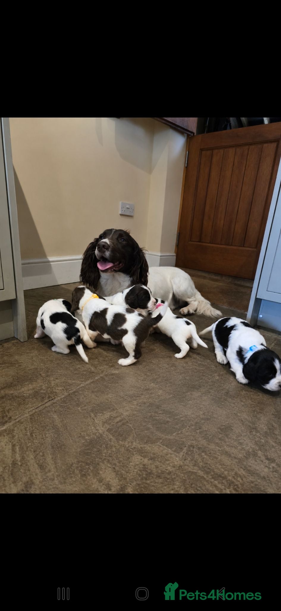 Mixed Breed dogs Clumber cocker springer cross - Advert 6