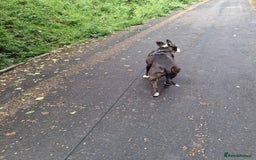 American Bull Staffy dogs for sale: Dodge  - Image 11