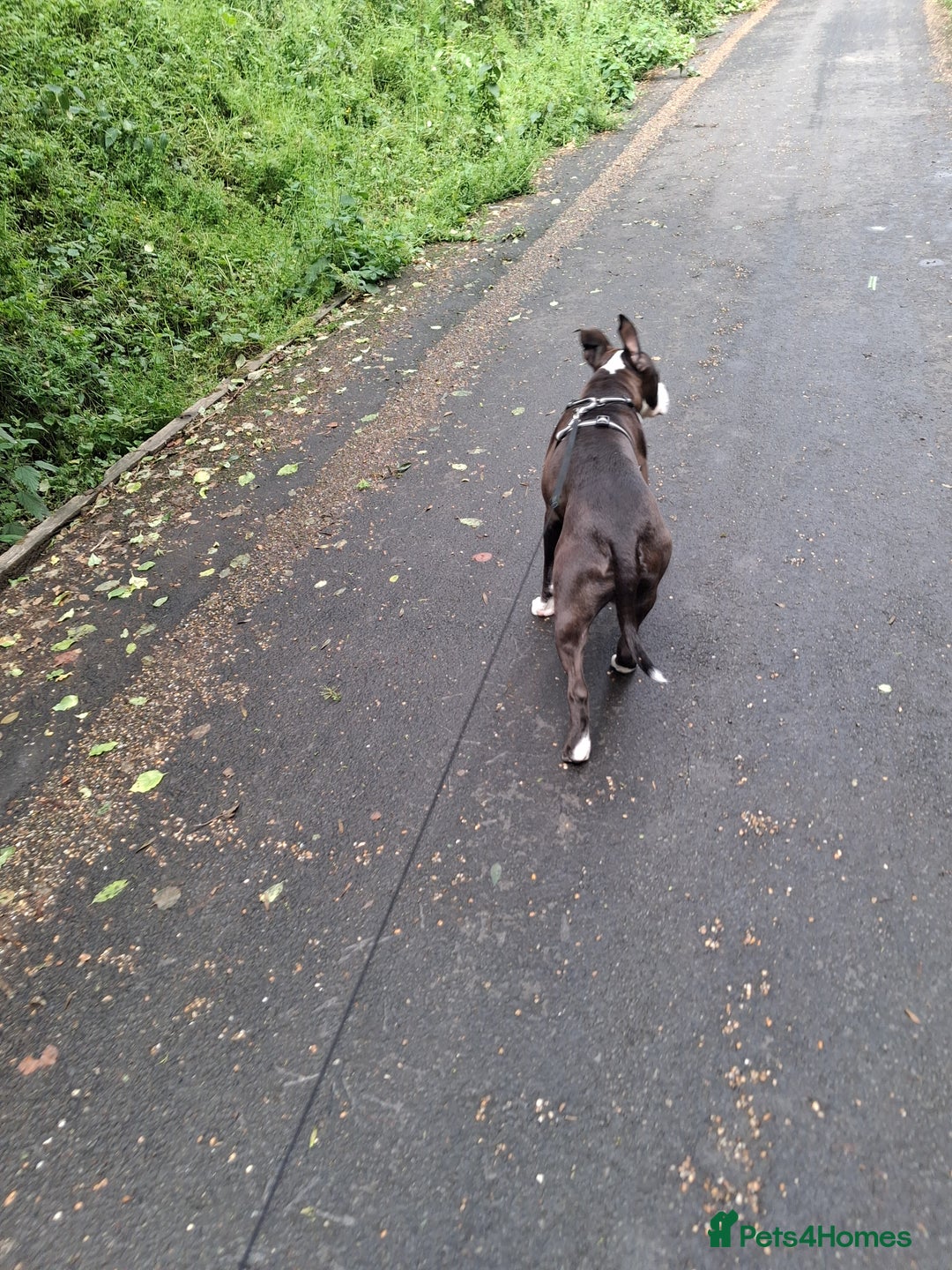 American Bull Staffy dogs for sale: Dodge  - Image 11
