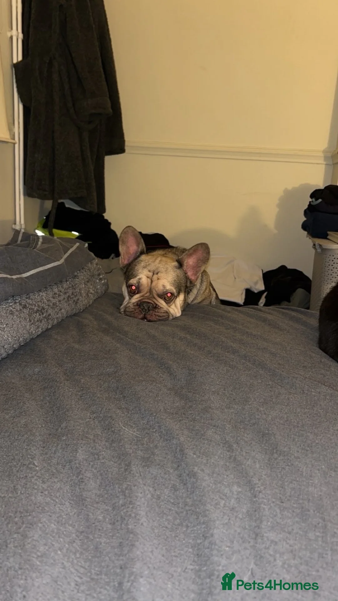 French Bulldog dogs for sale: Bailey - Advert 3