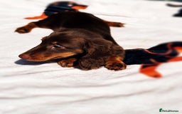 Miniature Dachshund dogs for sale: 2 gorgeous fluffy boys  - Image 8