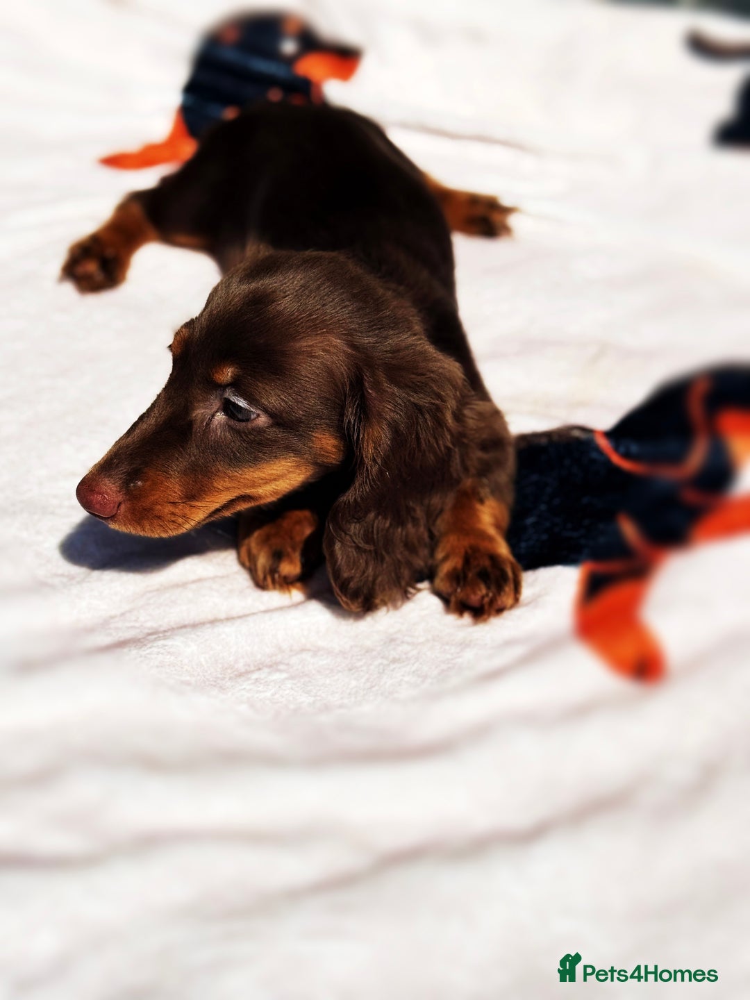 Miniature Dachshund dogs for sale: 2 gorgeous fluffy boys  - Image 8