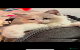 Ragdoll cats for sale: Male Ragdoll - Image 3