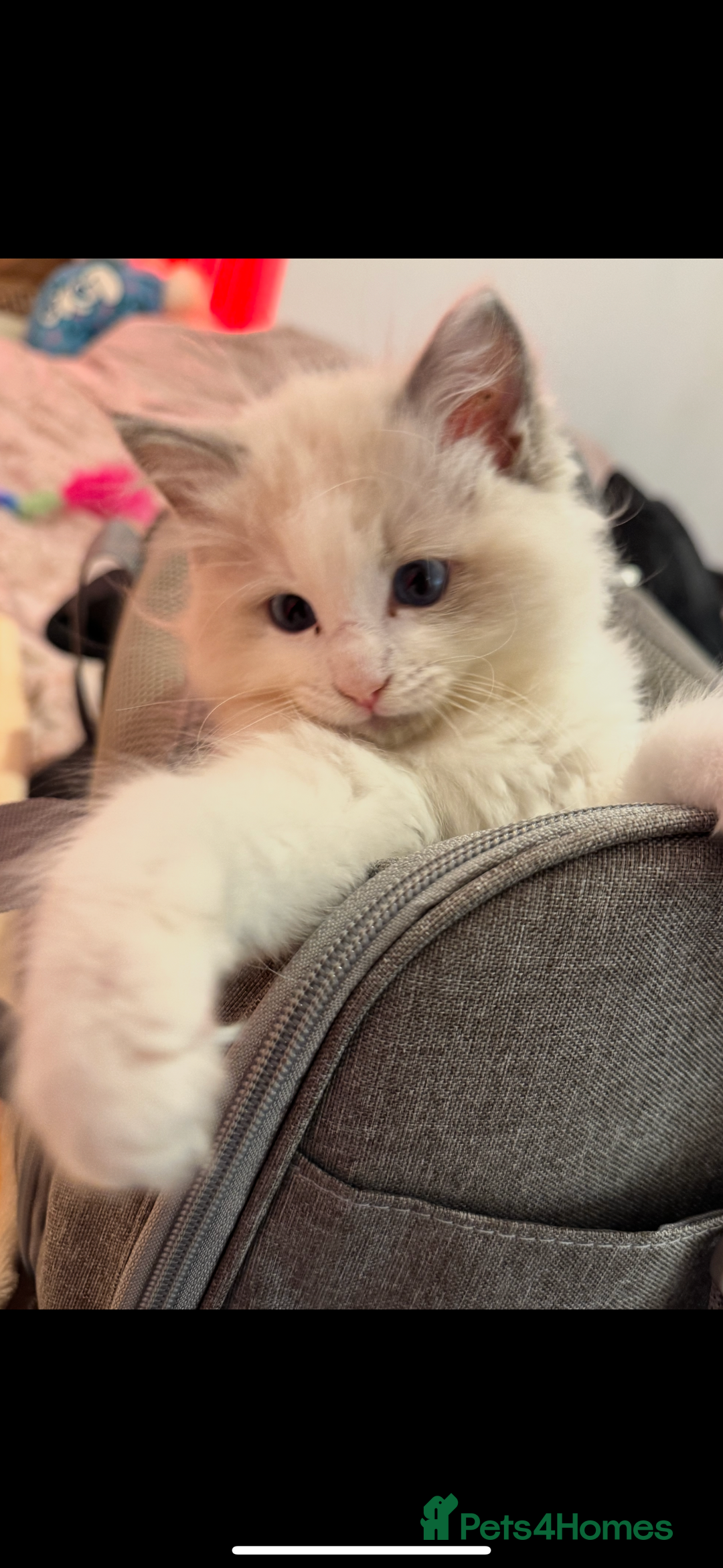 Ragdoll cats for sale: Male Ragdoll - Image 3