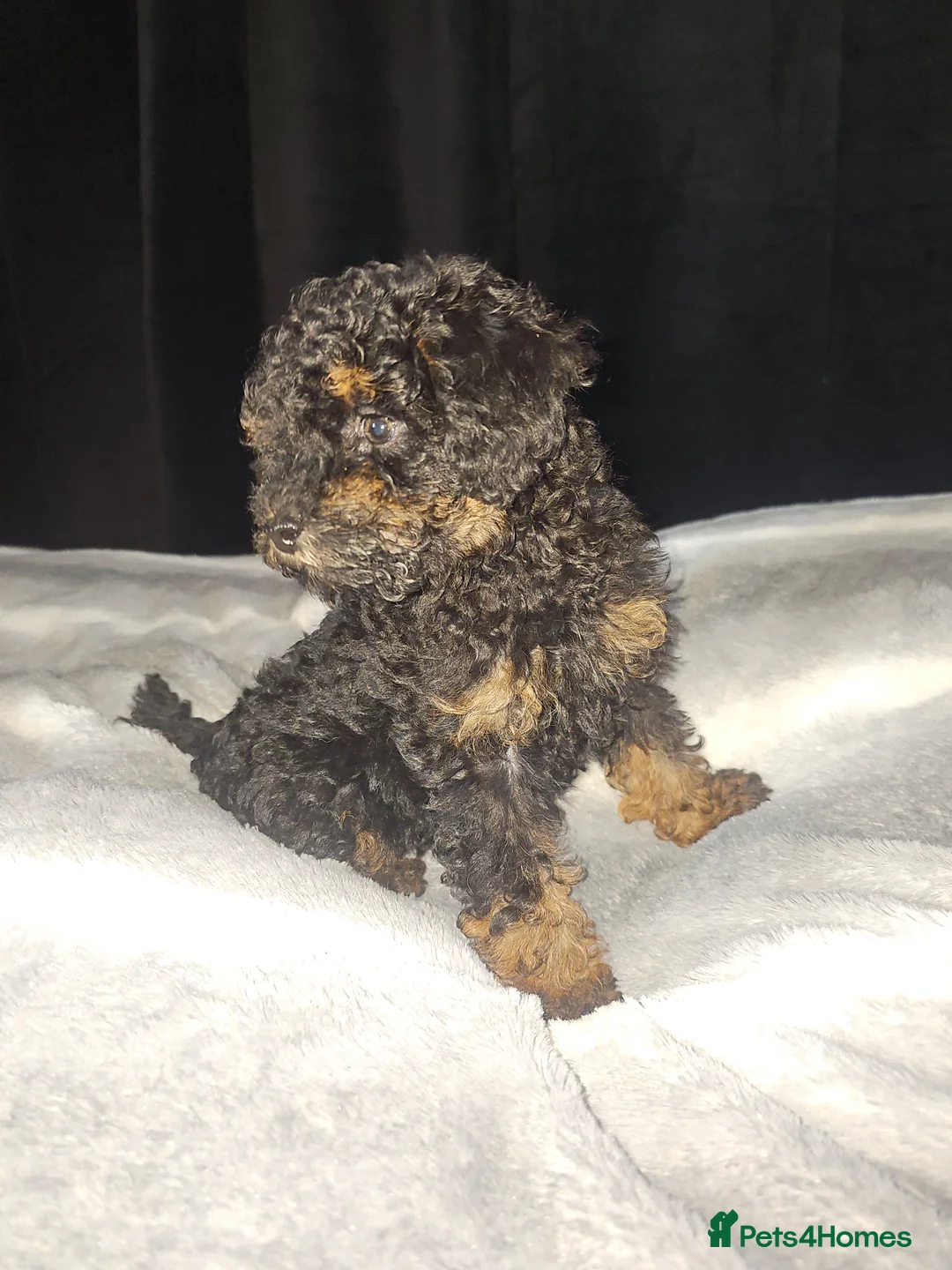 Toy Poodle dogs for sale: Toy poodle  - Advert 1