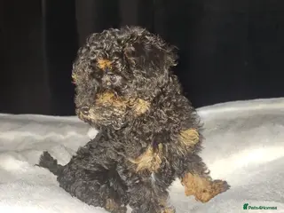 Toy Poodle dogs Toy poodle - Advert 1