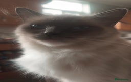 Ragdoll cats for sale: Full Ragdoll Kittens - Both Parents are Pedigree - Image 11