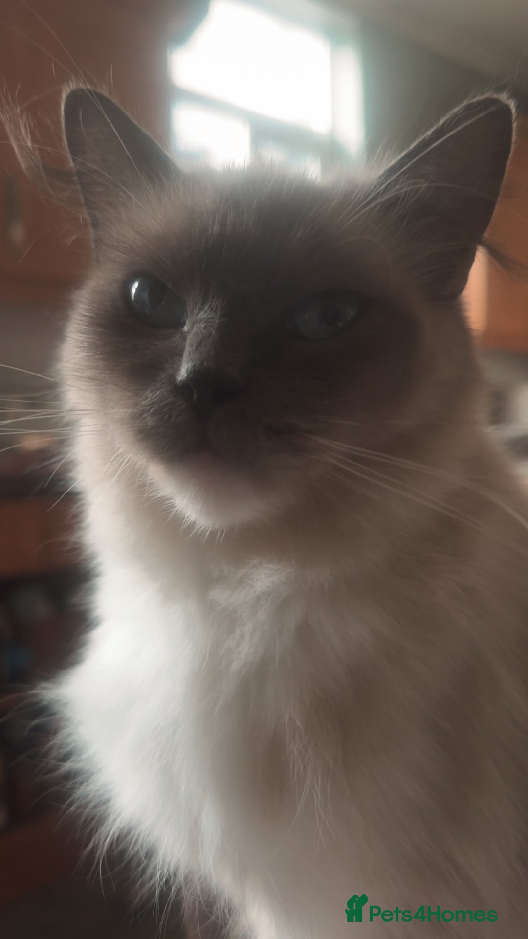Ragdoll cats for sale: Full Ragdoll Kittens - Both Parents are Pedigree - Image 11