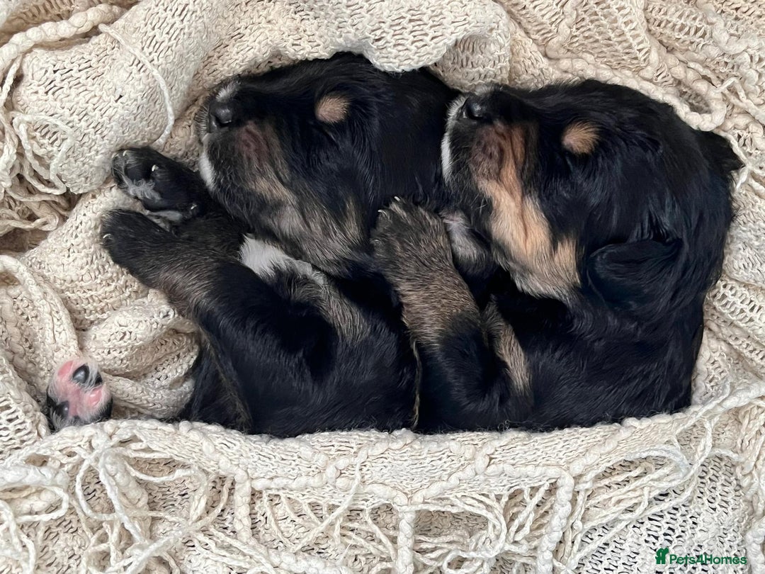 Bernedoodle dogs for sale: Exceptional F1 Bernedoodle Puppies - Advert 18