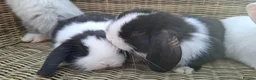Mini Lop rabbits for sale: Bundles of fluff ready to be reserved  - Advert 18