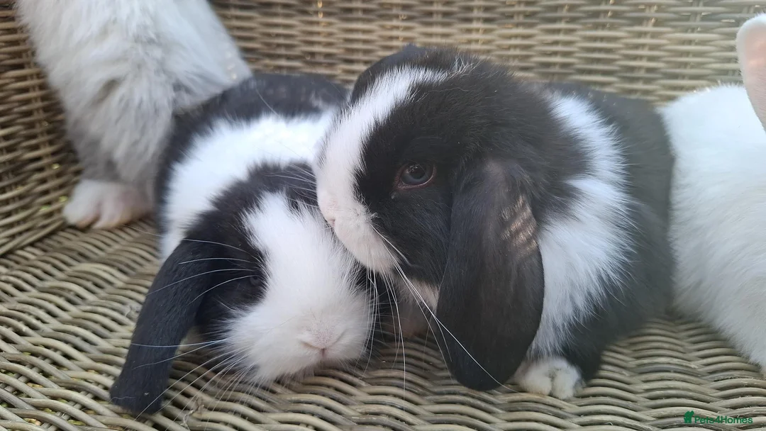 Mini Lop rabbits for sale: Bundles of fluff ready to be reserved  - Advert 18