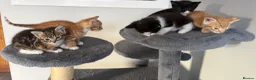 Mixed Breed cats for sale: 5 KITTENS TO LOVING HOMES - Advert 2