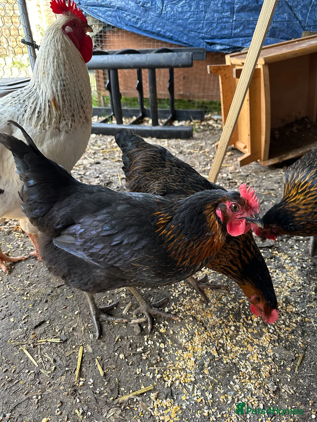 Mixed Breed poultry for sale: Mixed breed young 1 year old chicken - Advert 2
