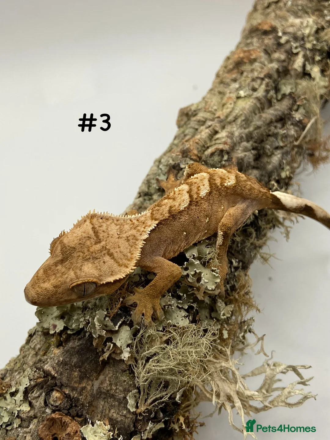 Gecko reptiles for sale: Adult and Juvenile Crested Geckos - Advert 10