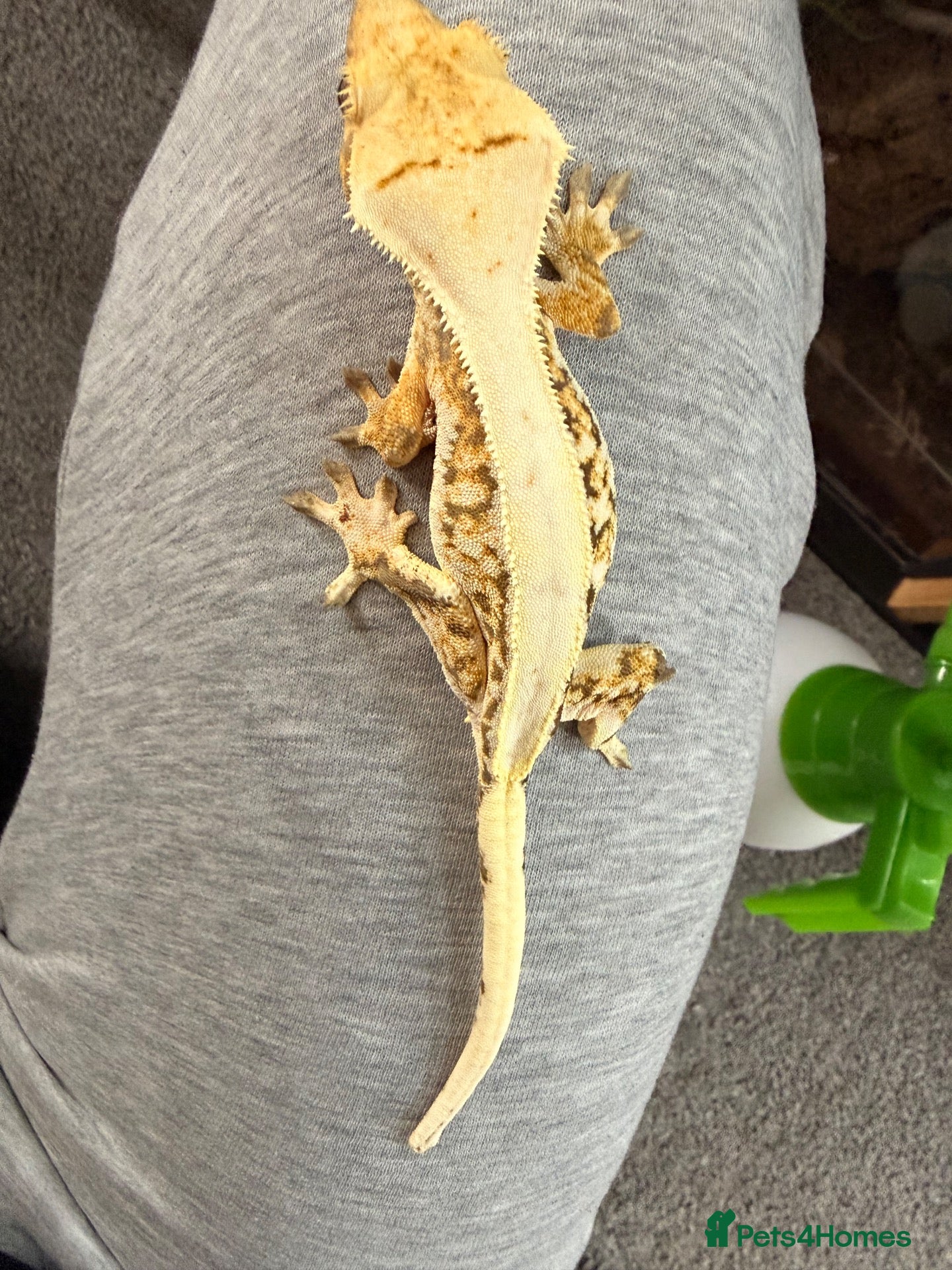 Gecko reptiles Crested gecko pair - Advert 3