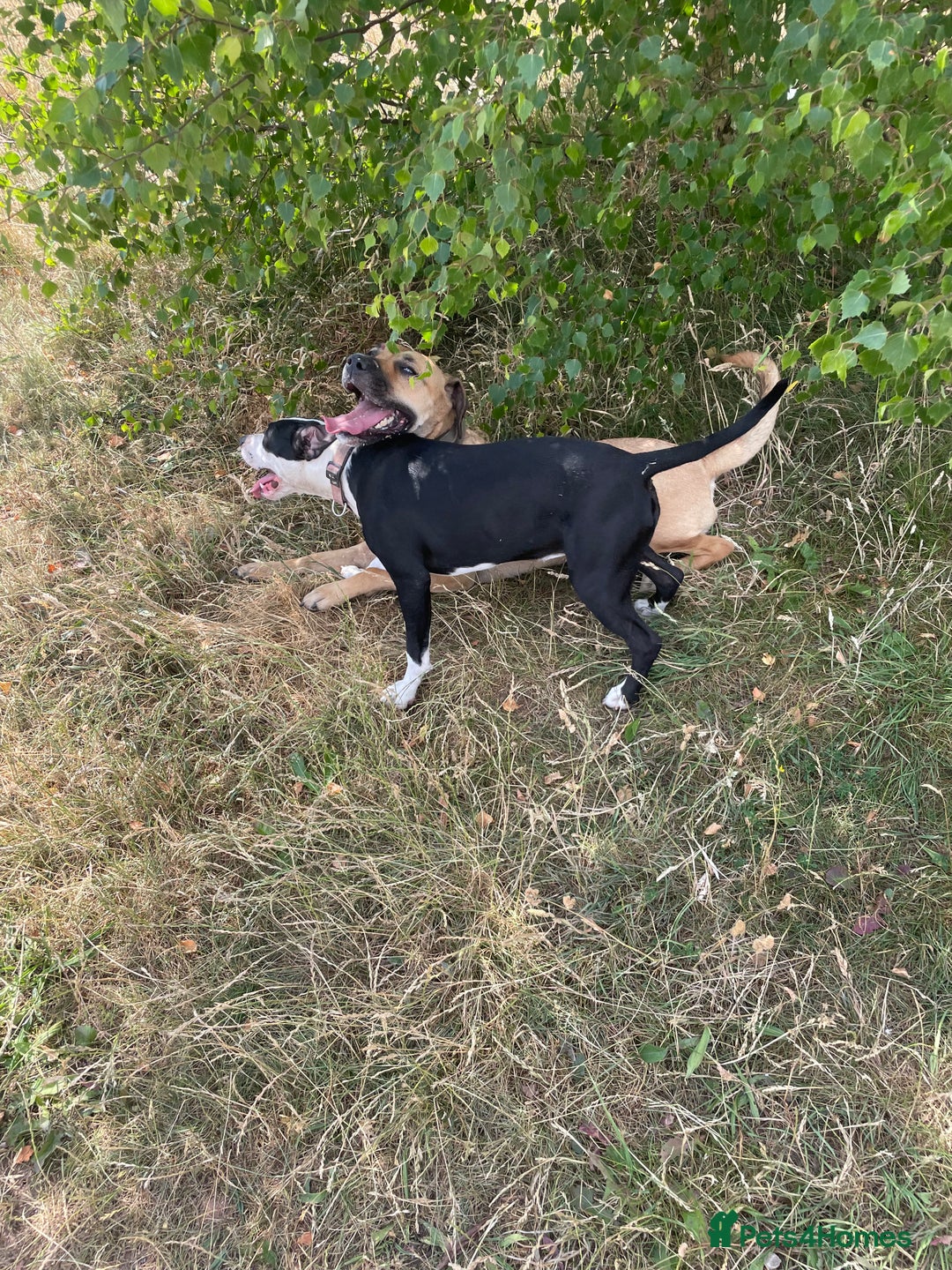 Mixed Breed dogs for sale: Bulldog cross  - Image 11