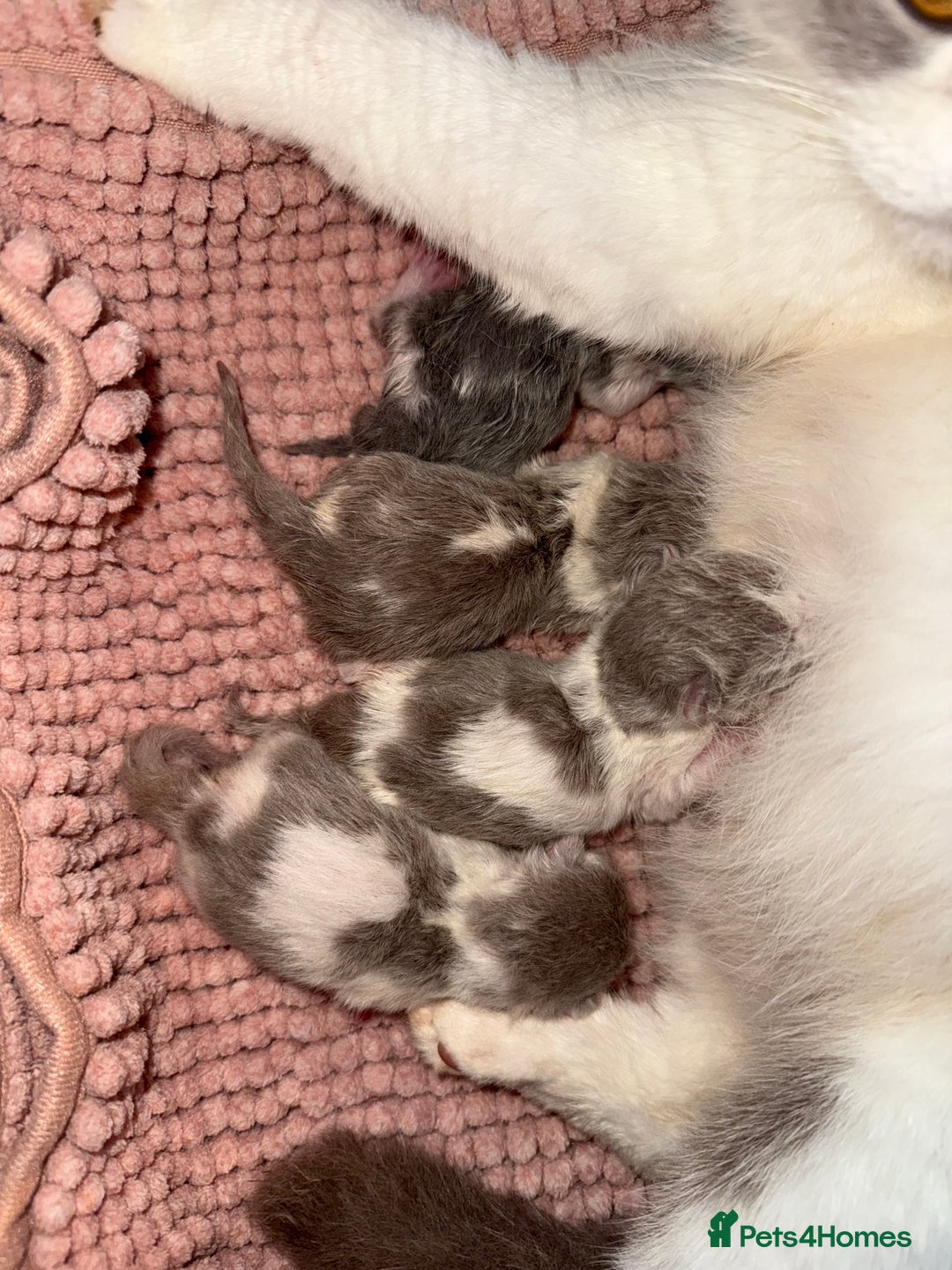 British Shorthair cats for sale: Pure British Shorthair outstanding quality 😻🥇🏆 - Advert 7