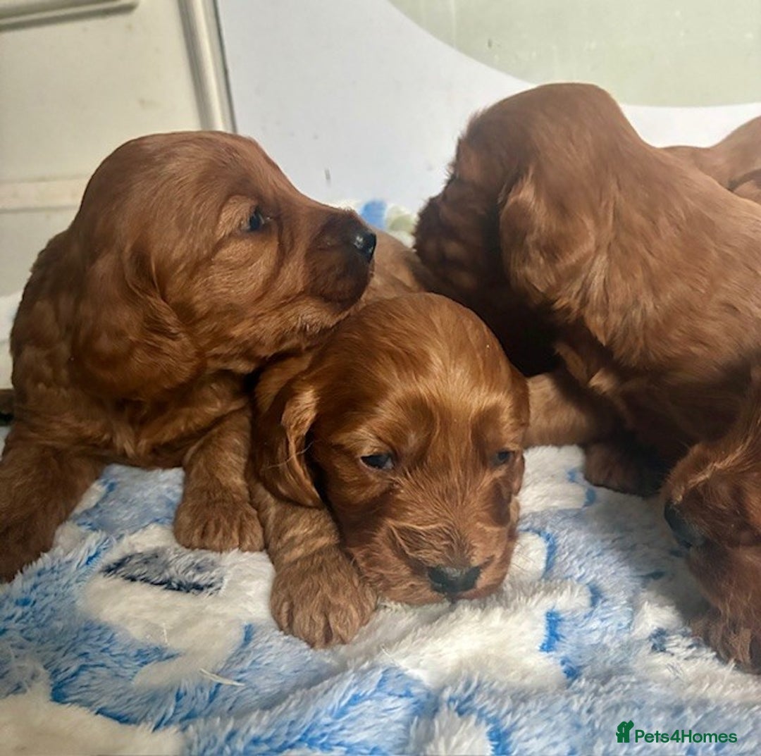 Cockapoo dogs for sale: 🌟 Quality F1 Cockapoo puppies 🌟 - Image 10