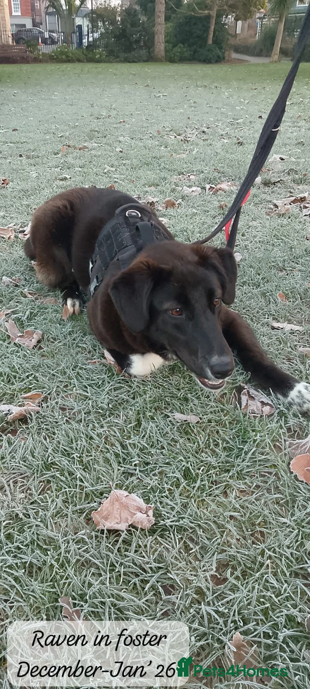 Mixed Breed dogs for adoption: Raven, 1.5 yrs approx. Is ADOPTED - Advert 6