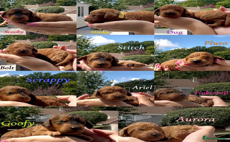 Cockapoo dogs - Advert 5