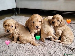 Cockapoo dogs F1b miniature cockapoo pups 🐾 - Advert 10