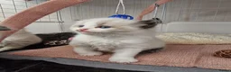 Ragdoll cats for sale: 🐾 Beautiful Ragdoll Kittens looking for homes 🐾 - Advert 22