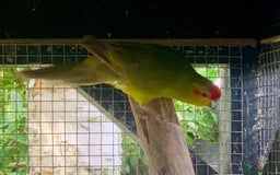 Parakeets birds for sale: Kakariki’s breeding pair - Image 4