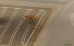 Axolotl reptiles for sale: Wild type axolotls for sale 5cm to 15cm - Image 3