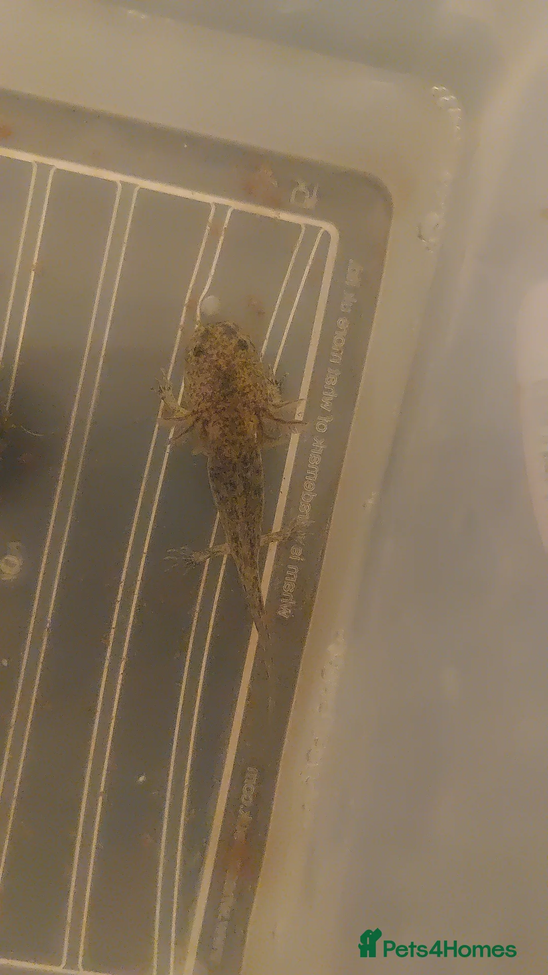 Axolotl reptiles for sale: Wild type axolotls for sale 5cm to 15cm - Advert 4