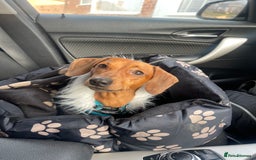 Miniature Dachshund dogs for stud: RODNEY for stud  - Image 3