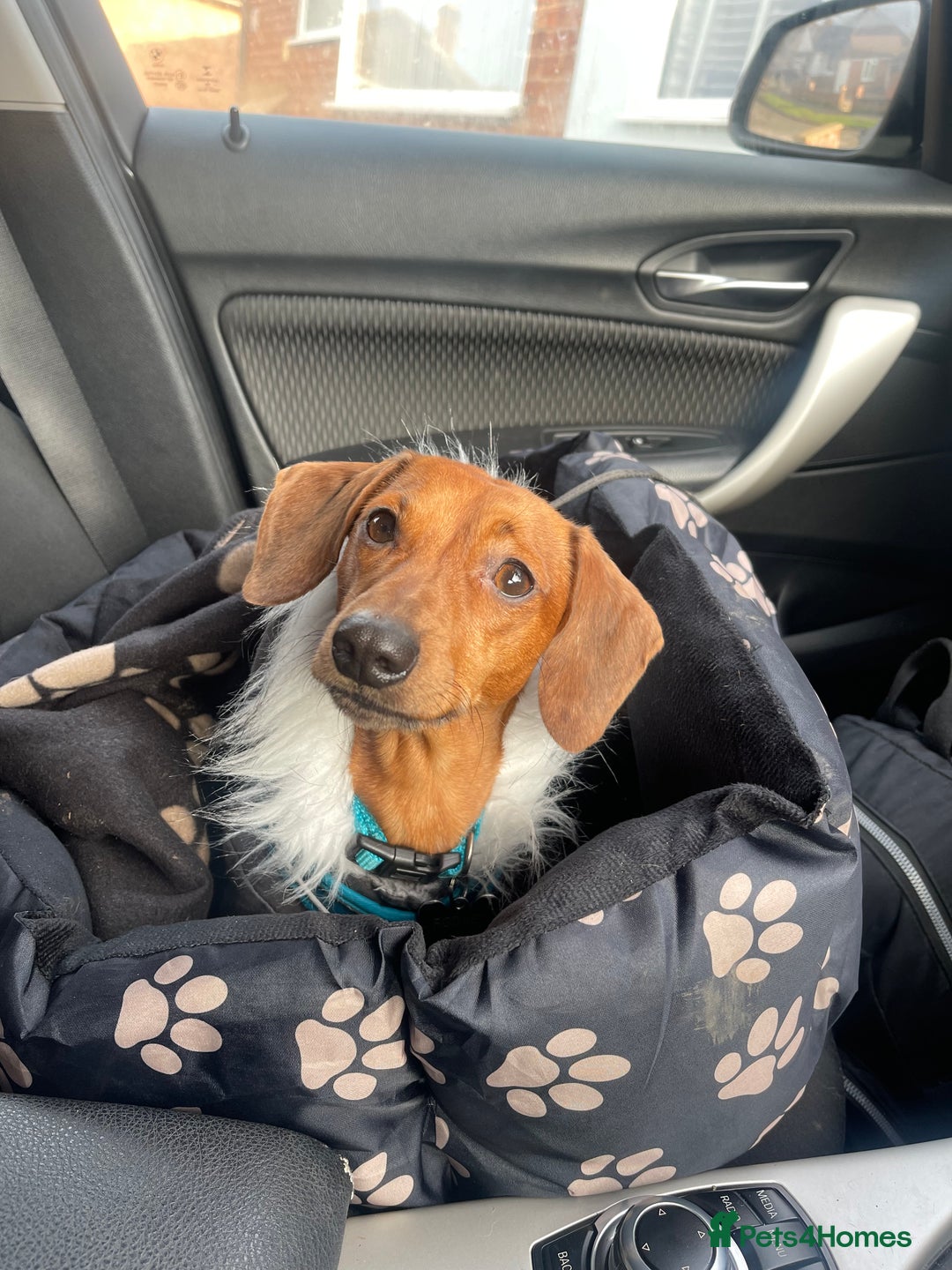 Miniature Dachshund dogs for stud: RODNEY for stud  - Image 3