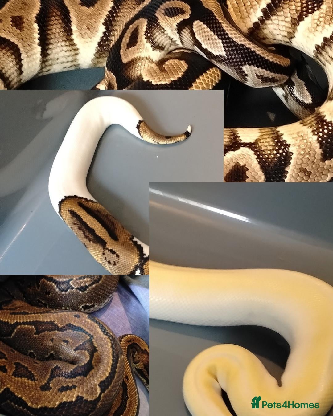 Python Snake reptiles Royals and Racking System - Advert 1