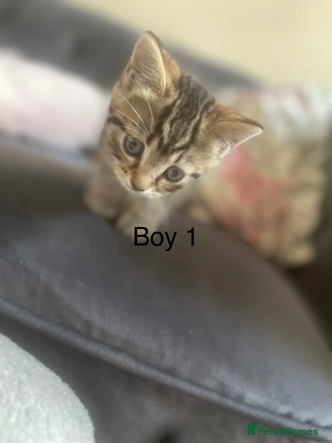 Mixed Breed cats for sale: 2 female 1 male kitten available  - Advert 2