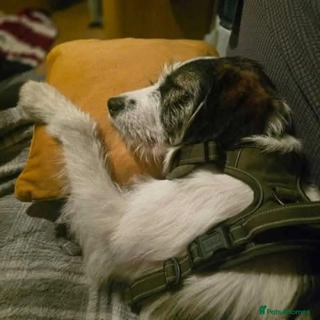 Mixed Breed dogs for adoption: Meet Ash, currently residing in Essex in Burnham-on-Crouch - Advert 2