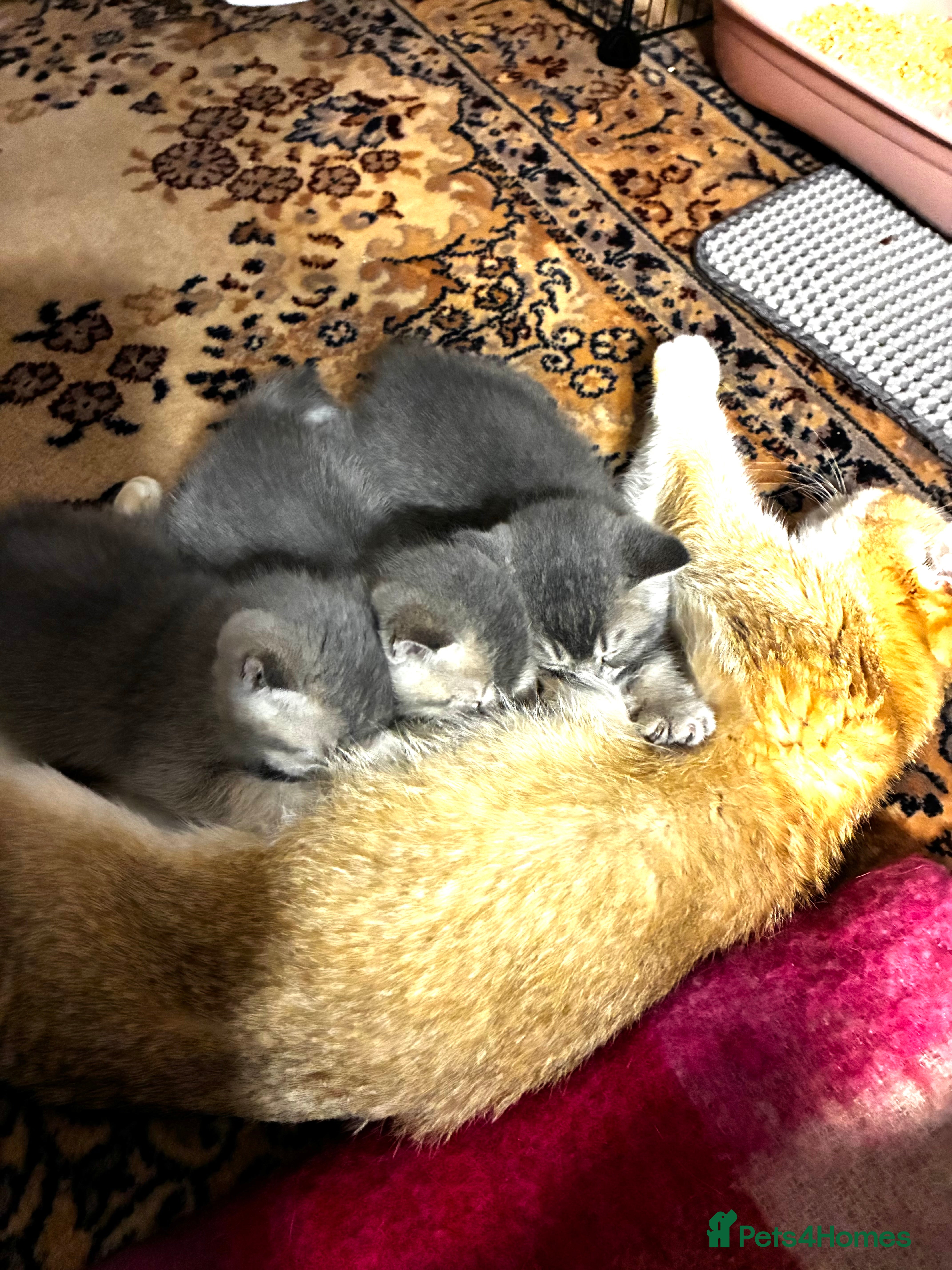 Scottish Fold cats 5 Scottish Fold Kittens for sale - Advert 1