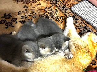 Scottish Fold cats 5 Scottish Fold Kittens for sale - Advert 1