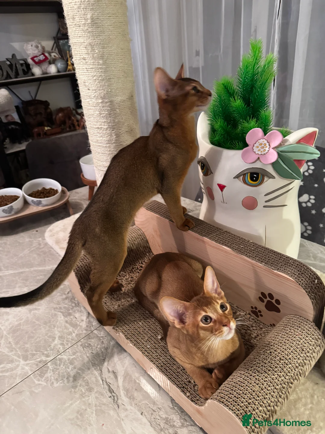 Abyssinian cats for sale: Abyssinian kittens looking for a new forever home - Advert 11