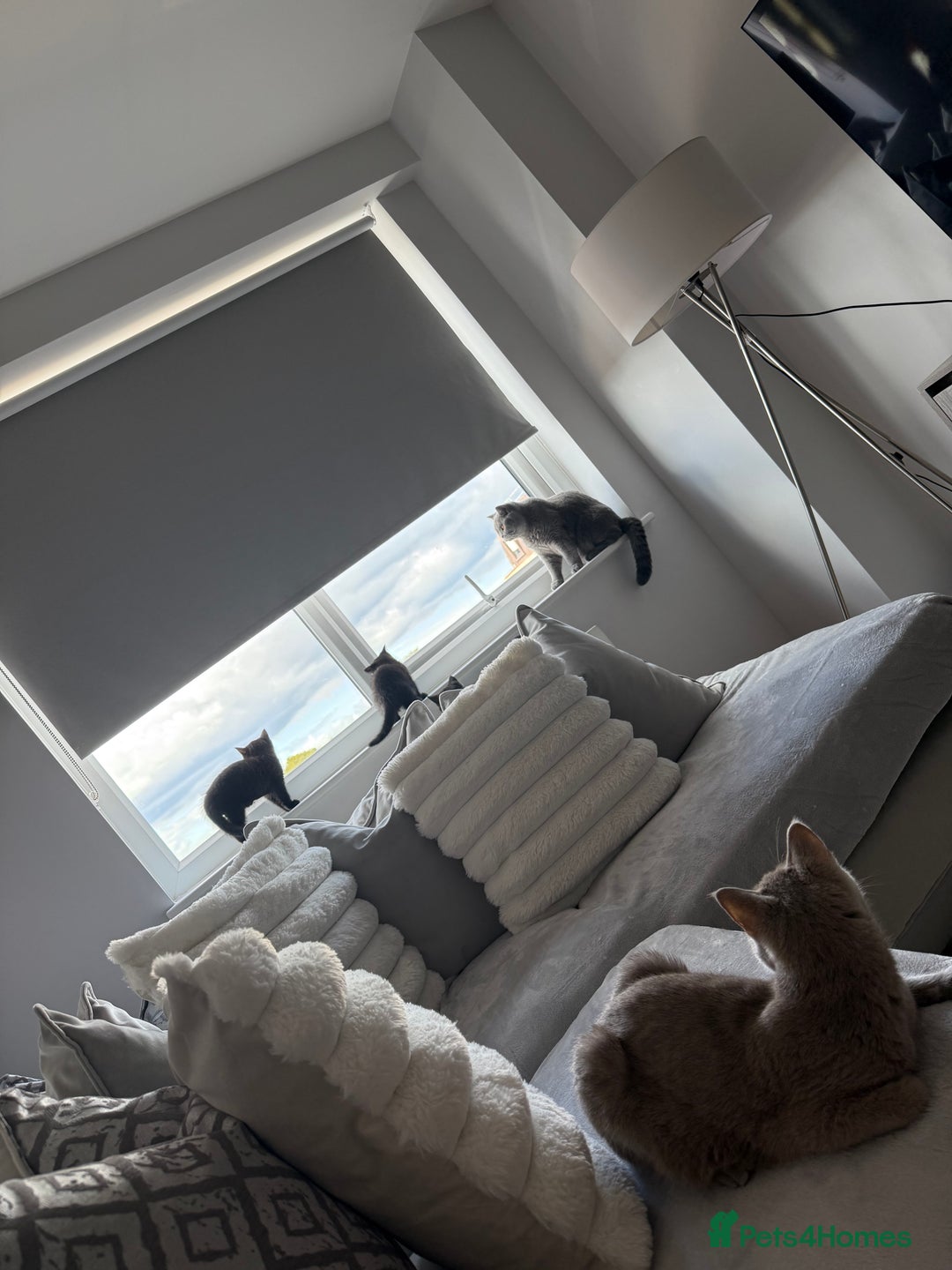 British Shorthair cats for sale: Fluffy Chocolate British Shorthair Kittens 🐾 - Image 2