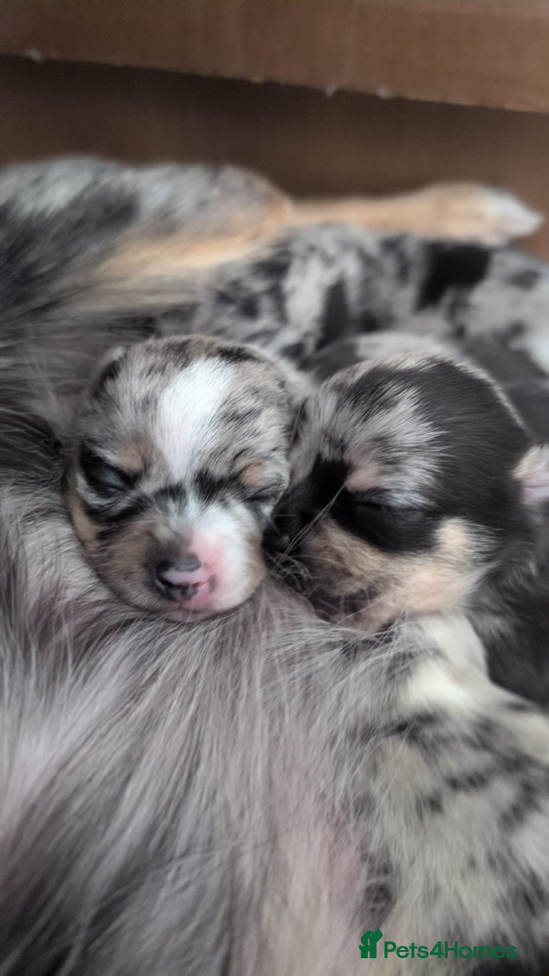 Chihuahua dogs for sale: Beautiful Merle Chihuahua Puppies 🐶  - Advert 14