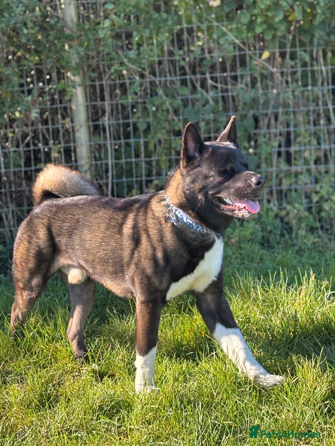 Akita dogs for sale: American Akita needs rehoming - Advert 5